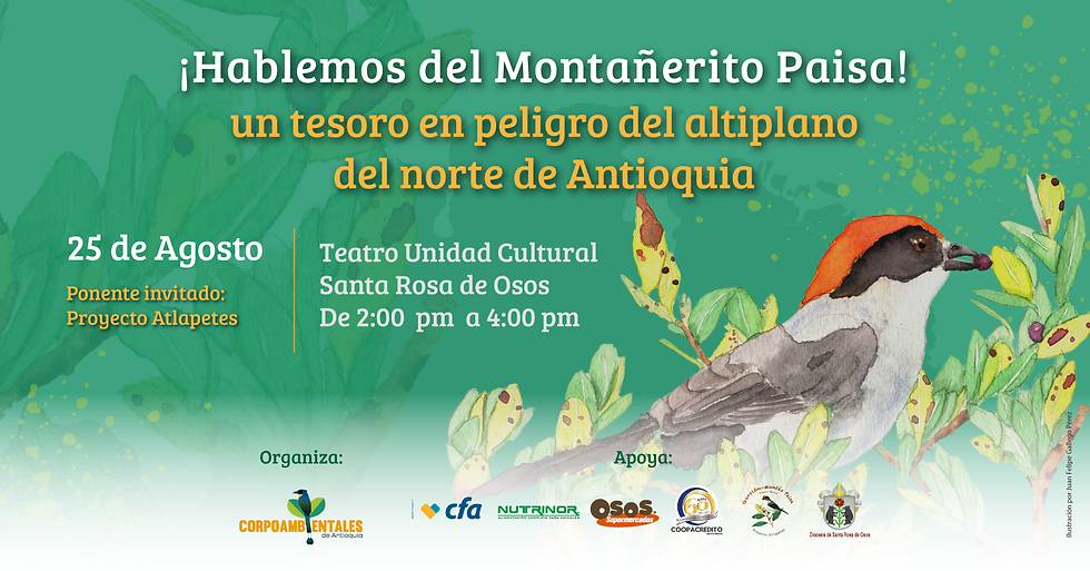 ¡Hablemos del Montañerito Paisa! un tesoro en peligro del altiplano norte de Antioquia