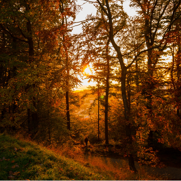 Picture of the sunrise in the forest.