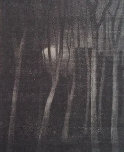 Les arbres nus