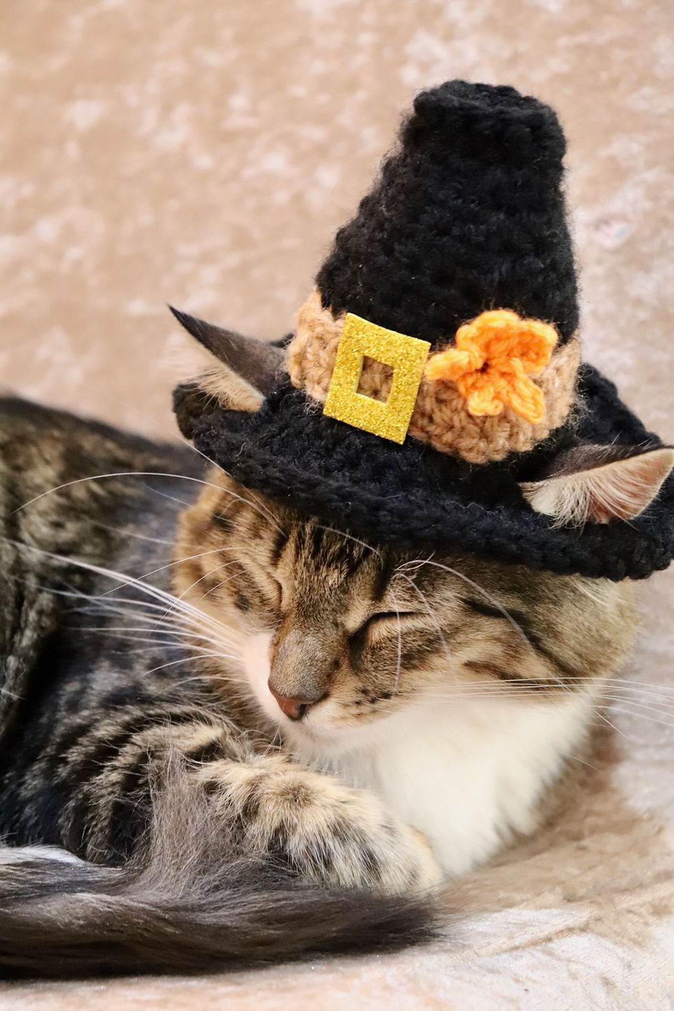 Thumbnail: Pilgrim Hat for Cats