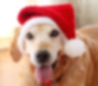 Thumbnail: Santa Hat for Large Dogs