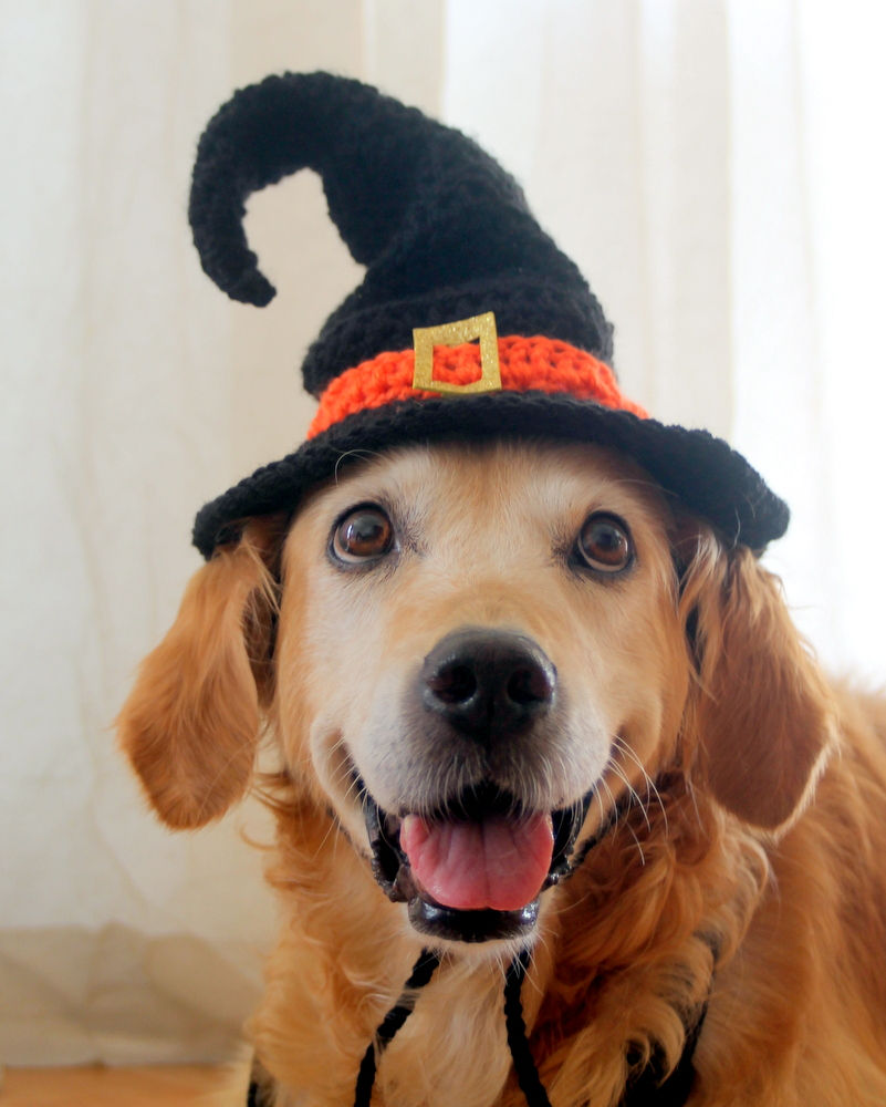Thumbnail: Witch Dog Hat Crochet Pattern