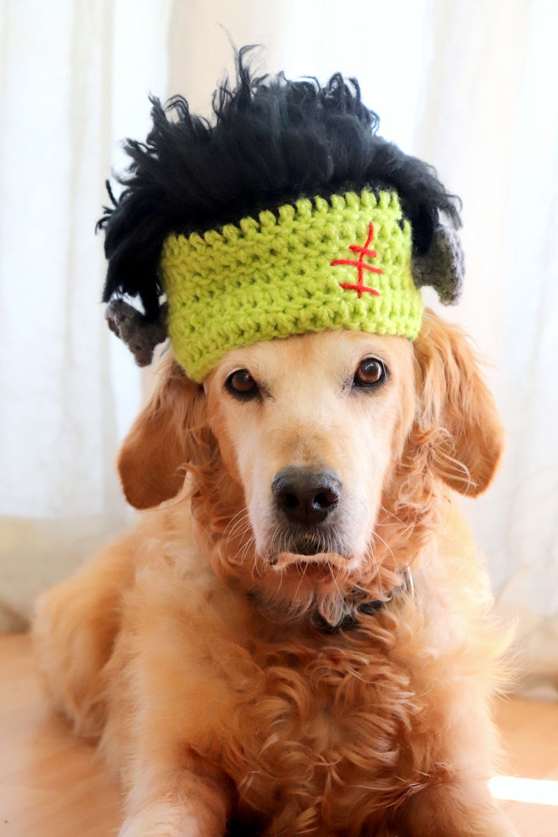 Thumbnail: Frankenstein Dog Hat Crochet Pattern