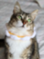 Thumbnail: Daisy Flower Cat Hat