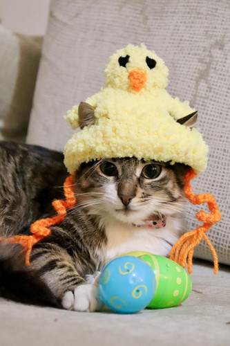 Easter Chick Hat for Cats pawsomecrochet - Main Image