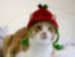 Thumbnail: Apple Hats for Cats
