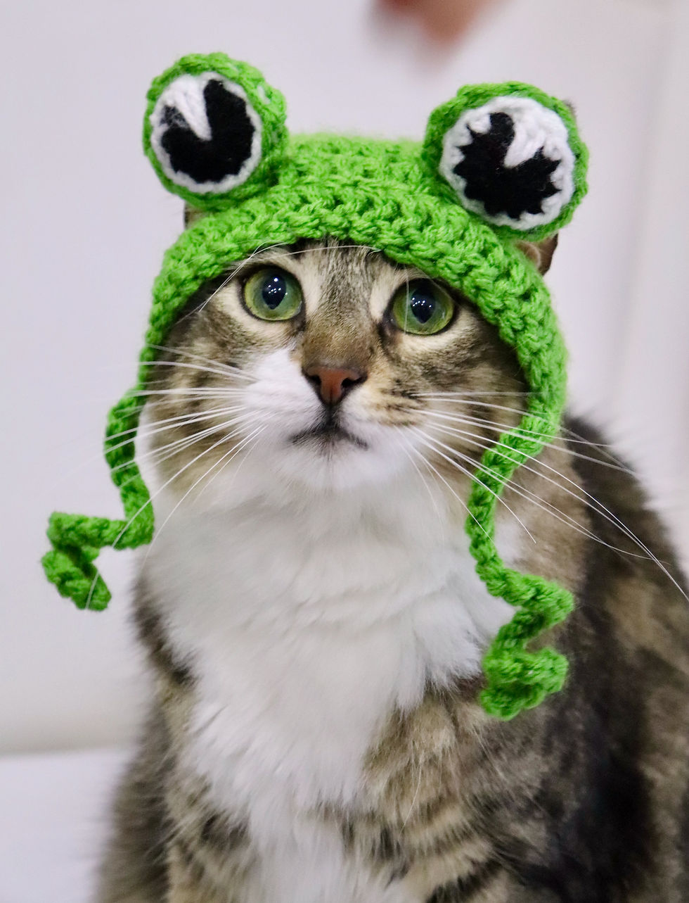 Thumbnail: Frog Hat for Cats