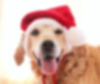 Thumbnail: Santa Hat for Large Dogs