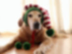 Thumbnail: Elf Dog Hat Crochet Pattern