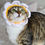 Thumbnail: Crochet Pattern: Cat Flower Headband