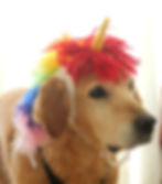 Thumbnail: Dog Unicorn Costume with Rainbow Mane