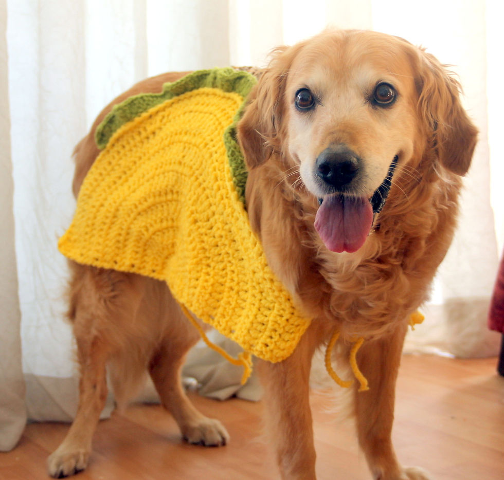 Taco Dog Costume