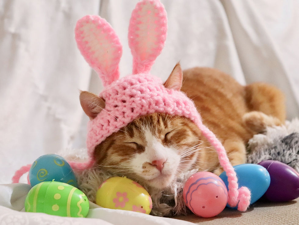 Thumbnail: Pink Easter Rabbit Ears for Cats