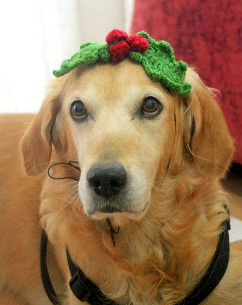 Thumbnail: Holly Berry Christmas Headband for Dogs