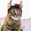 Thumbnail: Reindeer Holly Headband for Cats