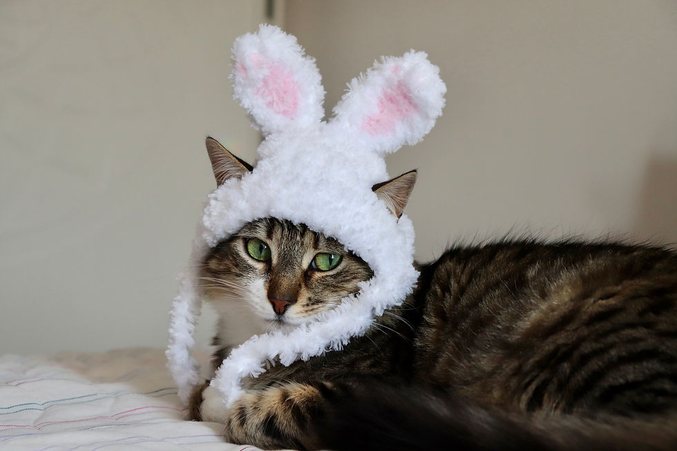 Thumbnail: Fluffy Easter Bunny Ears for Cats
