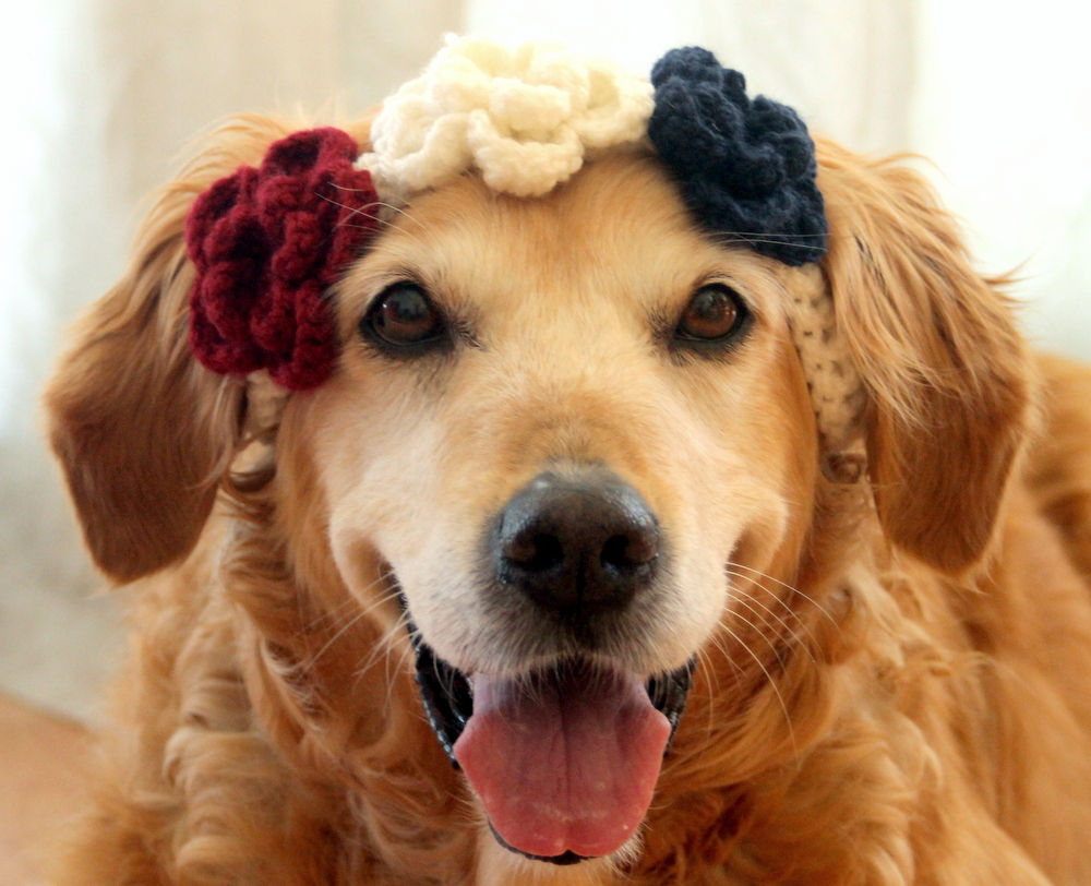 4th of July Flower Crown/Collar for Dogs