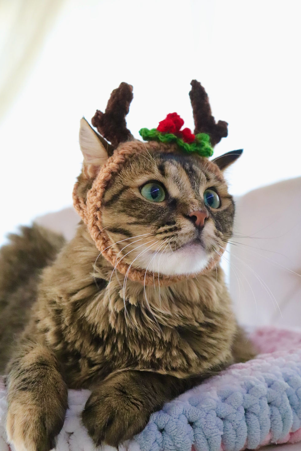 Thumbnail: Reindeer Holly Headband for Cats