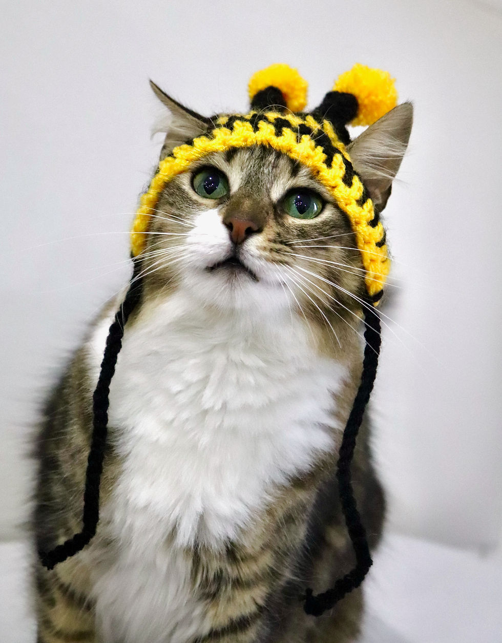 Thumbnail: Bumble Bee Hat for Cats