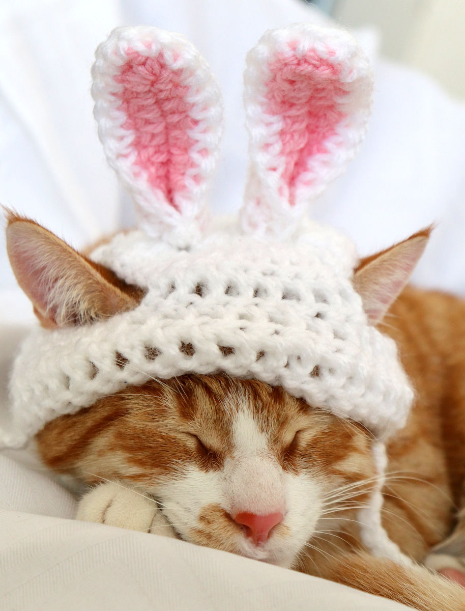 Thumbnail: Easter Bunny Ears for Cats