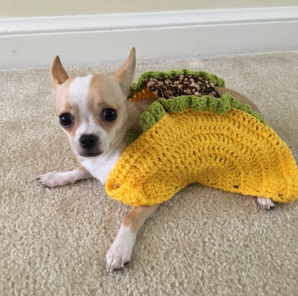 taco puppy