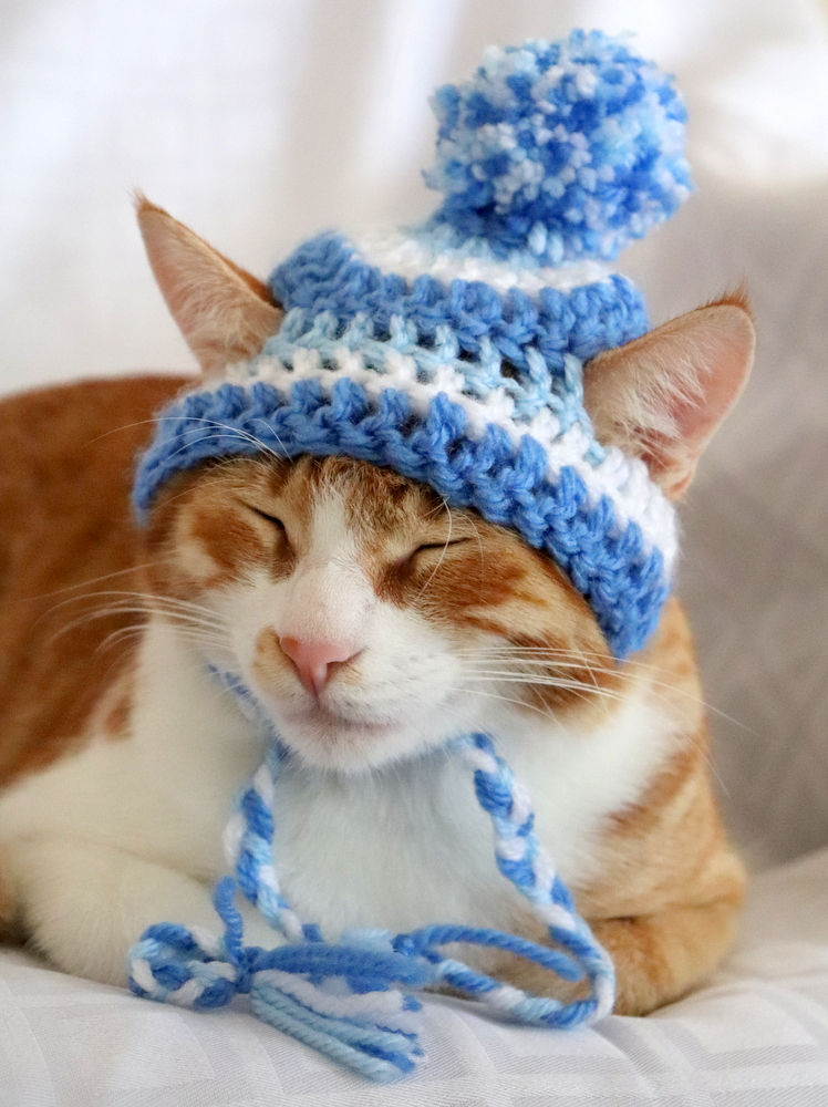 Thumbnail: Striped Beanie Hats for Cats