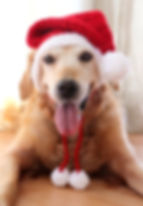 Thumbnail: Santa Hat for Large Dogs