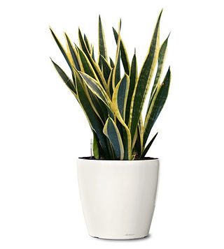 Black Gold Snake Plant