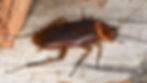 The American cockroach (Periplaneta americana), a species of cockroaches_edited.jpg