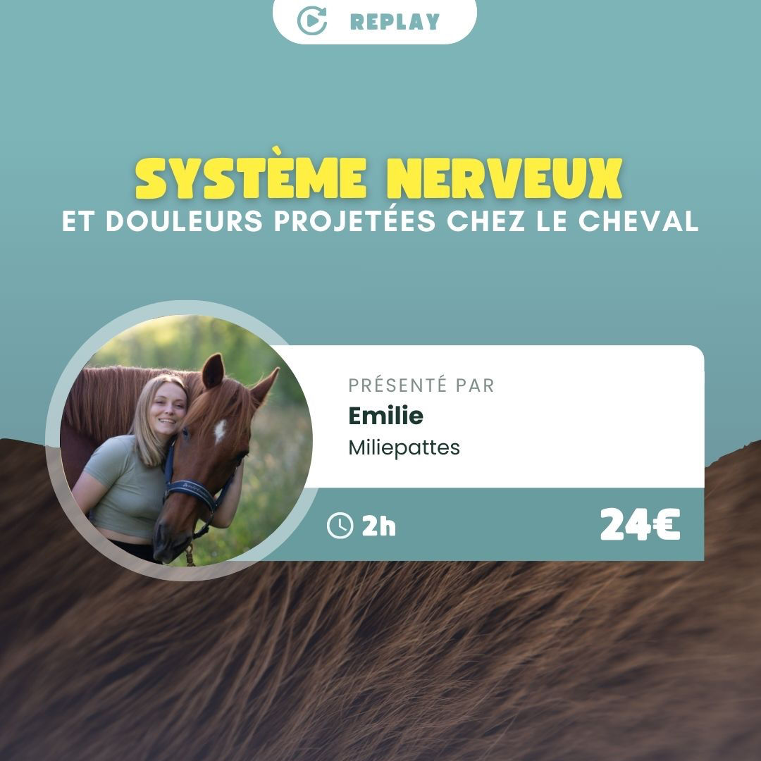 Le système nerveux et les douleurs projetées chez le cheval
