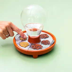 Microgreens Growing Kit