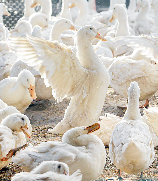 Ducks_GOD Gilbert House_2.jpg