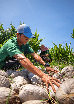 amiforest_coconut_farm_1.png