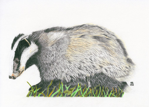 "The Indomitable Badger" Fine Art By Jules Chabeaux