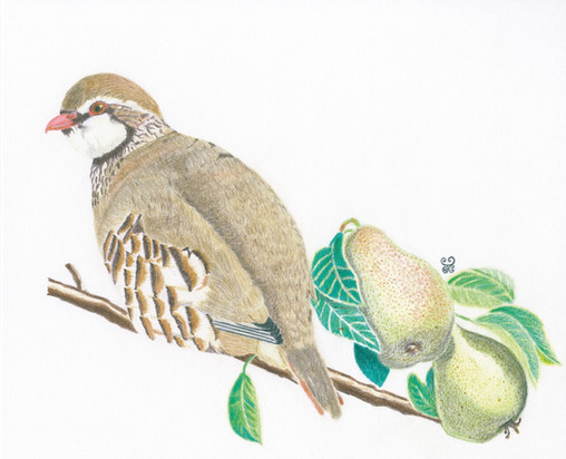 "A Partridge in a Pear Tree" Fine Art By Jules Chabeaux