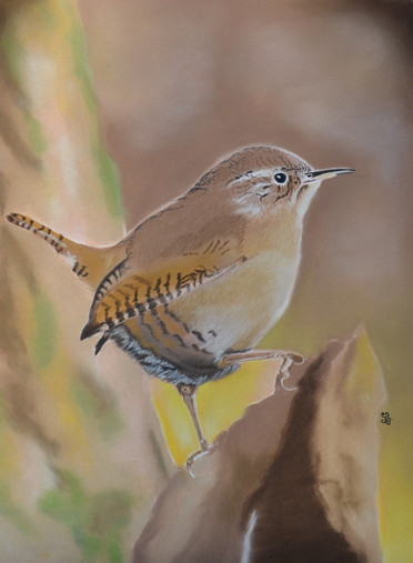 Sunrise Wren