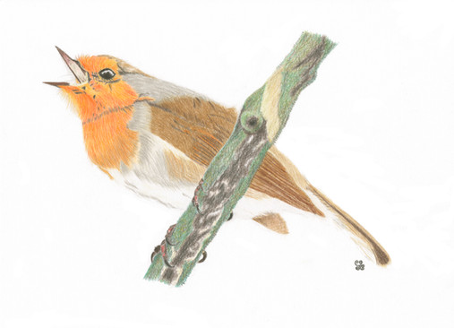 "The Jubilant Robin" Fine Art By Jules Chabeaux