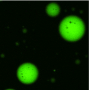 Droplet_vitro.png