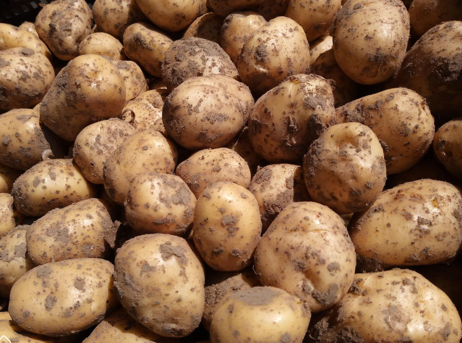 Pomme de terre ADORA, sac de 1Kg
