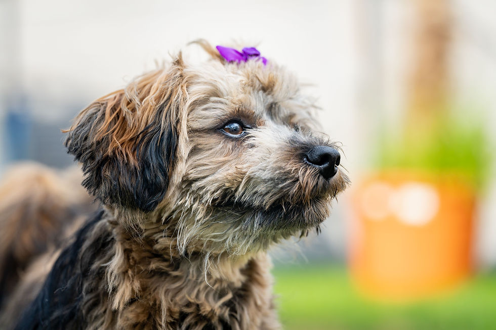 close-up-of-a-havanese-dog-canis-lupus-familiaris-2026-01-07-07-17-10-utc.jpg