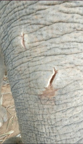 Nook's injury while being rescued to at Elephants' Home & Nature in Kanchanaburi , near Bangkok, Thailand.