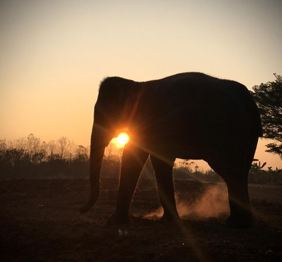 Nook in sunset at Elephants' Home & Nature in Kanchanaburi , near Bangkok, Thailand.