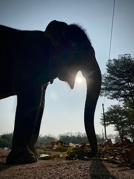 Kat, an elephant at Elephants' Home & Nature in Kanchanaburi , near Bangkok, Thailand.