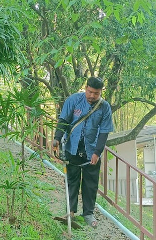 cutting  grass in elephant home in Kanchanaburi