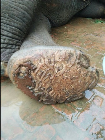 Nook's foot was injured while being rescued to at Elephants' Home & Nature in Kanchanaburi , near Bangkok, Thailand.