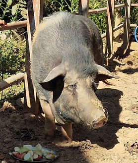 a pig rescued by elephant home in Kanchanaburi