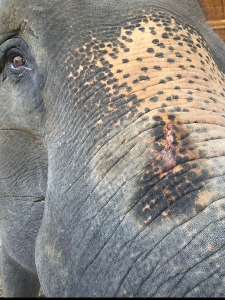 Nook was rescued to at Elephants' Home & Nature in Kanchanaburi , near Bangkok, Thailand.