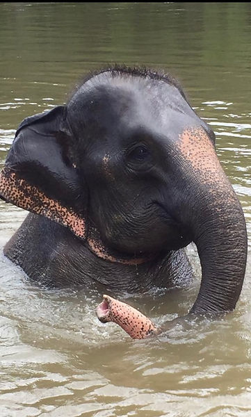 Nook with her new life at Elephants' Home & Nature in Kanchanaburi , near Bangkok, Thailand.