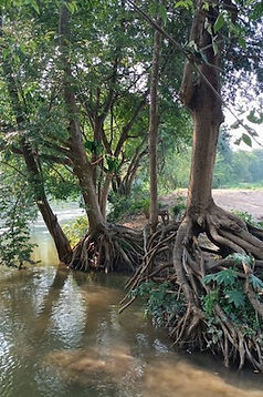 Trees along the River Kwai Noi, in Kanchanaburi, near Bangkok, Thailand