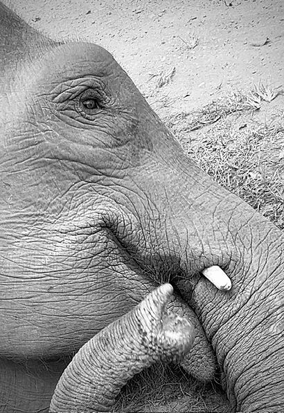 Nook, her new life at Elephants' Home & Nature in Kanchanaburi , near Bangkok, Thailand.